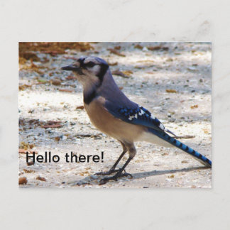Cartão Postal Blue Jay postcard