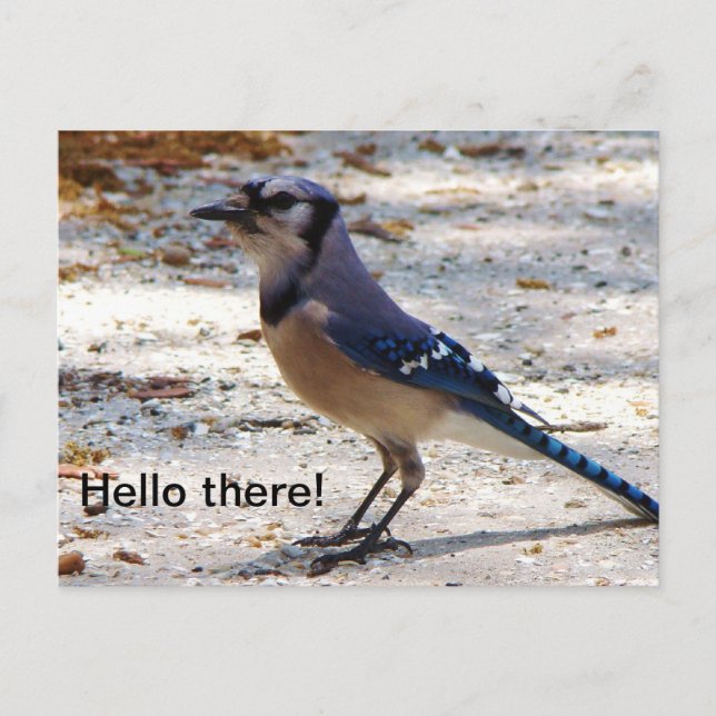 Cartão Postal Blue Jay postcard (Frente)