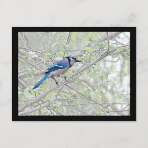 Cartão Postal Blue Jay Songbird