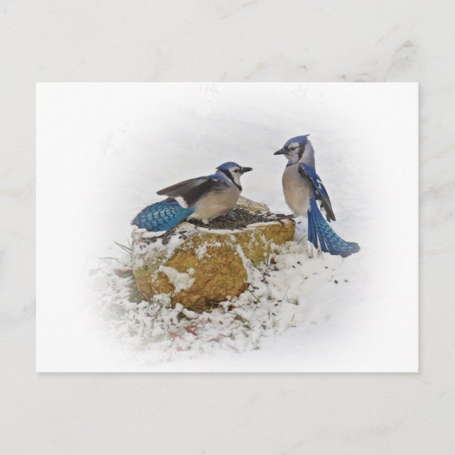 Cartão Postal Blue Jays in Winter (Frente)