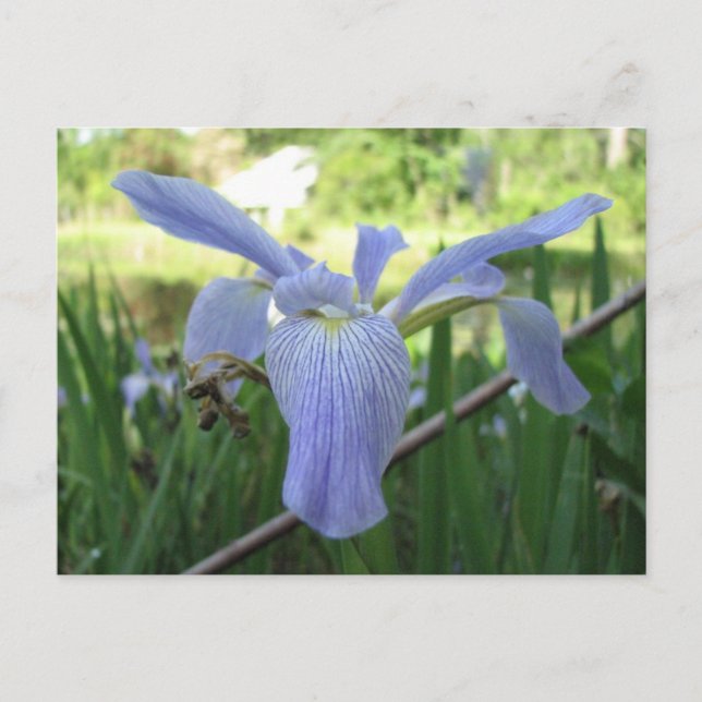 Cartão Postal Blue Louisiana Iris (Frente)
