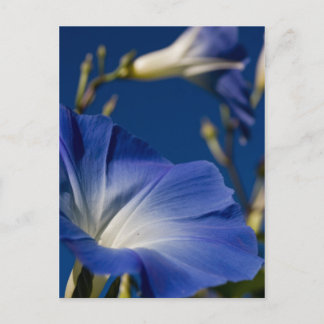 Cartão Postal Blue Morning Glory