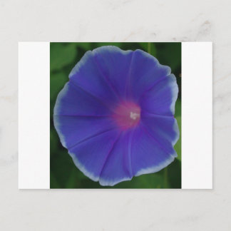 CARTÃO POSTAL BLUE MORNING GLORY