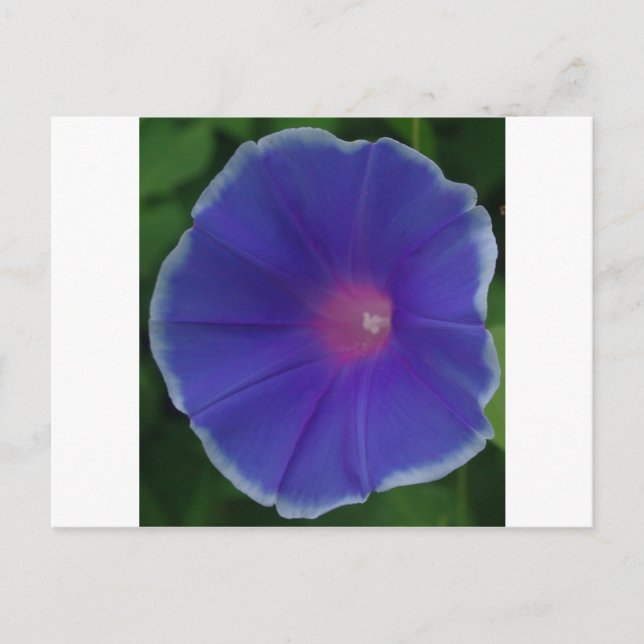 CARTÃO POSTAL BLUE MORNING GLORY (Frente)