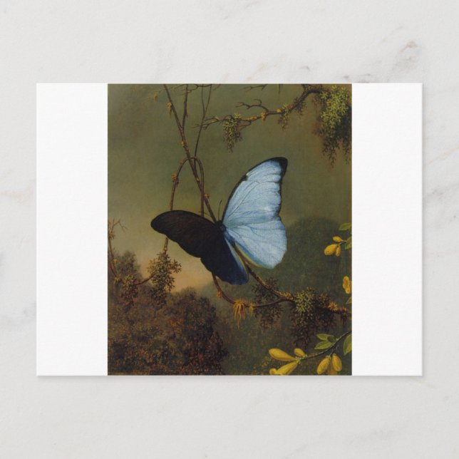 Cartão Postal Blue Morpho Butterfly 1865 Primavera Personalize A (Frente)
