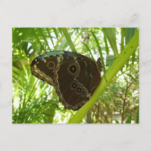 Cartão Postal Blue Morpho Butterfly Nature Photoshop