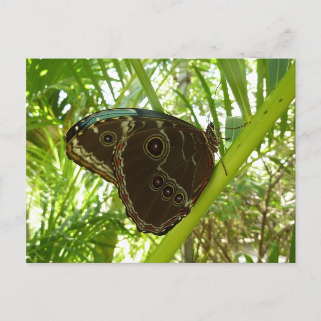 Cartão Postal Blue Morpho Butterfly Nature Photoshop (Frente)