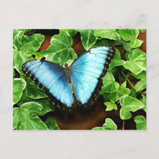 Cartão Postal Blue Morpho Postcard