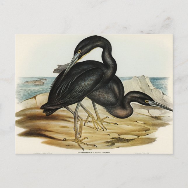 Cartão Postal Blue Reef Heron por Elizabeth Gould (Frente)