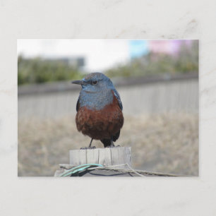Cartão Postal Blue Rock Thrush