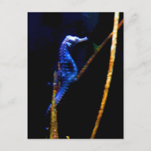 Cartão Postal Blue Seacavalo CB