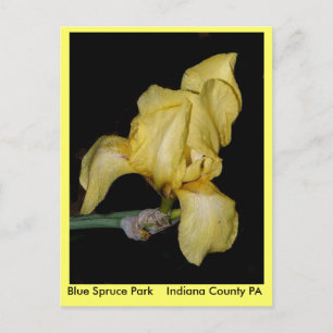 Cartão Postal Blue Spruce Park Indiana County PA