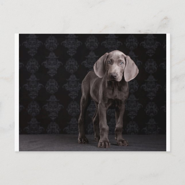 Cartão Postal Blue the Weimaraner Puppy (Frente)