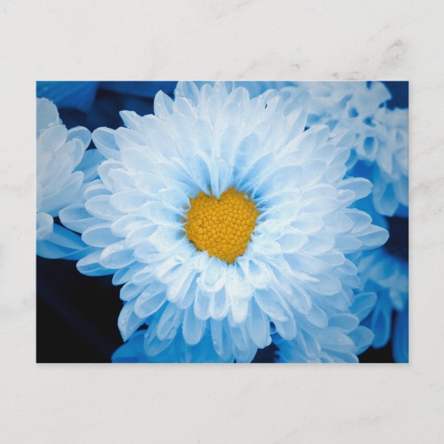 Cartão Postal Blue Tinted Chrysanthemums Nature Foto Ucrânia Po (Frente)