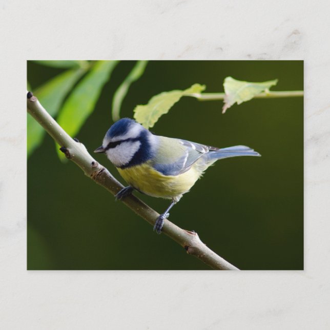 Cartão Postal Blue Tit no outono (Frente)