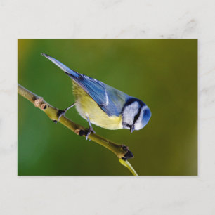 Cartão Postal Blue Tit no outono