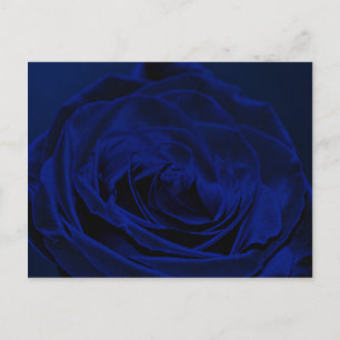 Cartão Postal Blue Velvet rosa.jpg