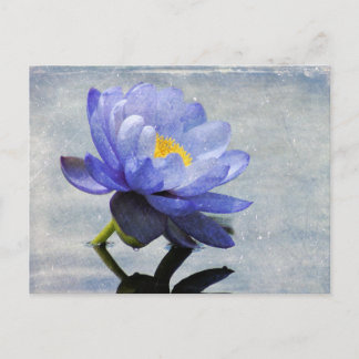 Cartão postal Blue Water Lily