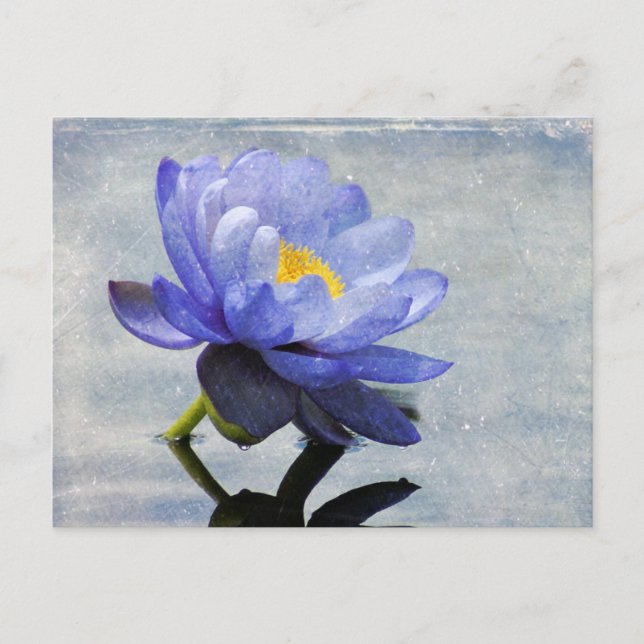 Cartão postal Blue Water Lily (Frente)
