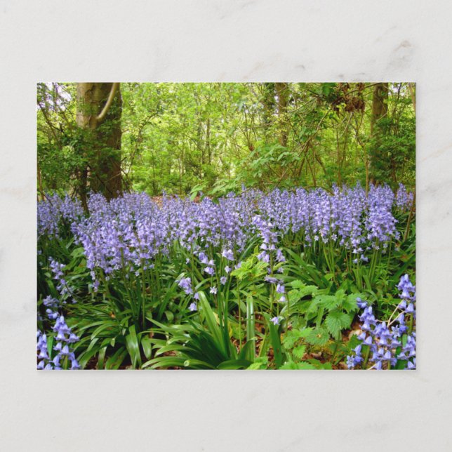 CARTÃO POSTAL BLUEBELL WOOD ~ (Frente)