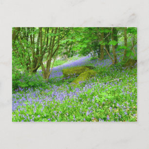 Cartão Postal Bluebell Woods