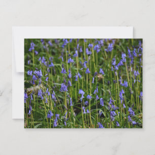 Cartão Postal Bluebells