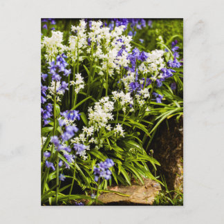 Cartão Postal Bluebells