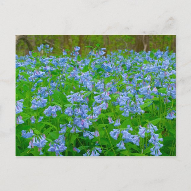 Cartão Postal Bluebells, Three Creeks Metropark, Columbus, Ohio (Frente)
