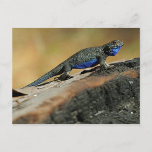 Cartão Postal BlueBelly Lizard