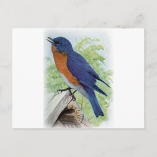 Cartão Postal Bluebird