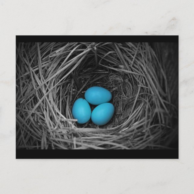 Cartão Postal Bluebird (Frente)