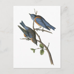Cartão Postal Bluebird ocidental por Audubon