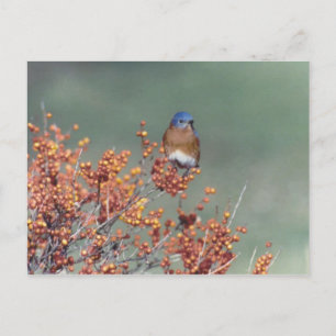 Cartão Postal Bluebird oriental