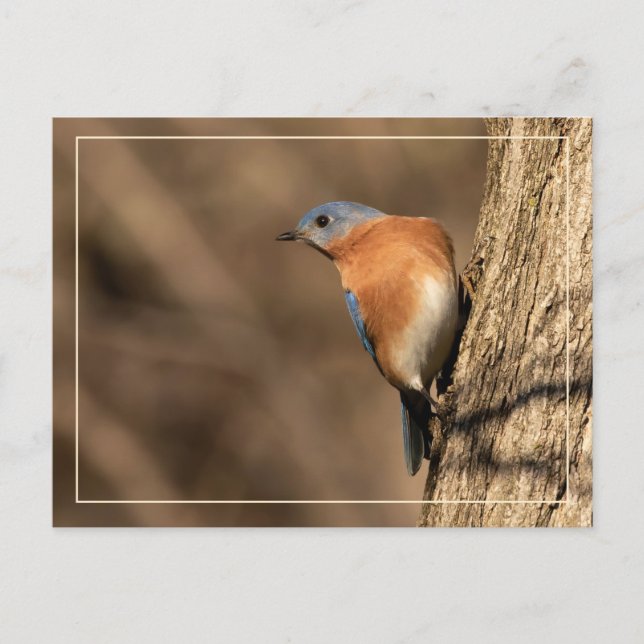Cartão Postal Bluebird, Sideways Glance (Frente)