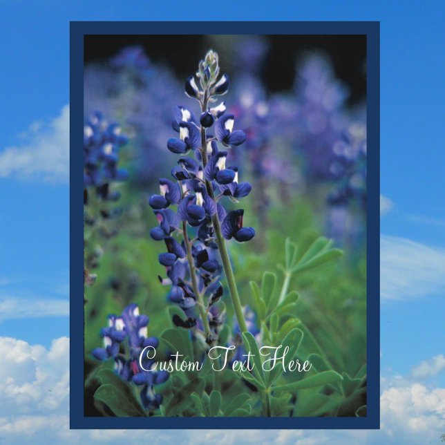 Cartão Postal Bluebonnet Field Blue Fllower Texas (Criador carregado)