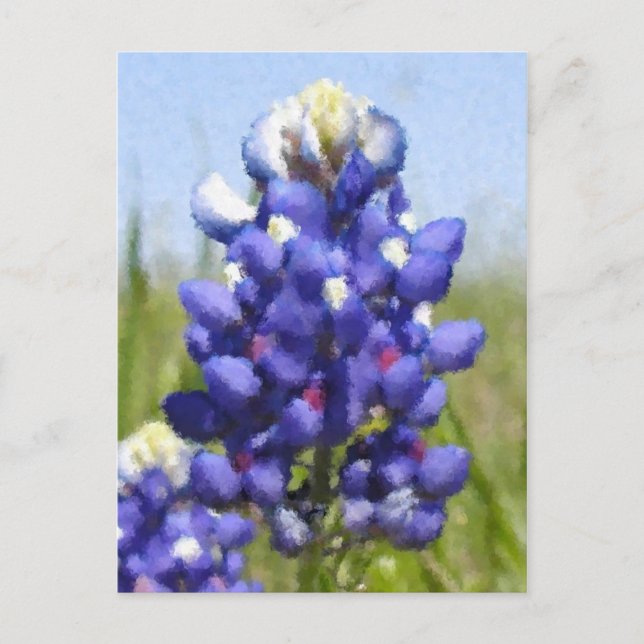 Cartão Postal Bluebonnet "pintado" (Frente)
