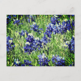 Cartão Postal Bluebonnet post card