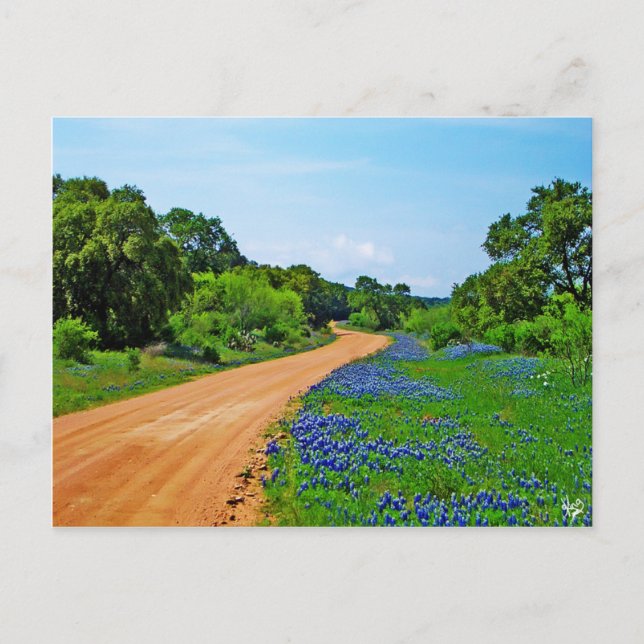 Cartão Postal Bluebonnet Road, Willow City Loop, TX (Frente)