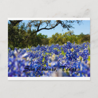 Cartão Postal Bluebonnets