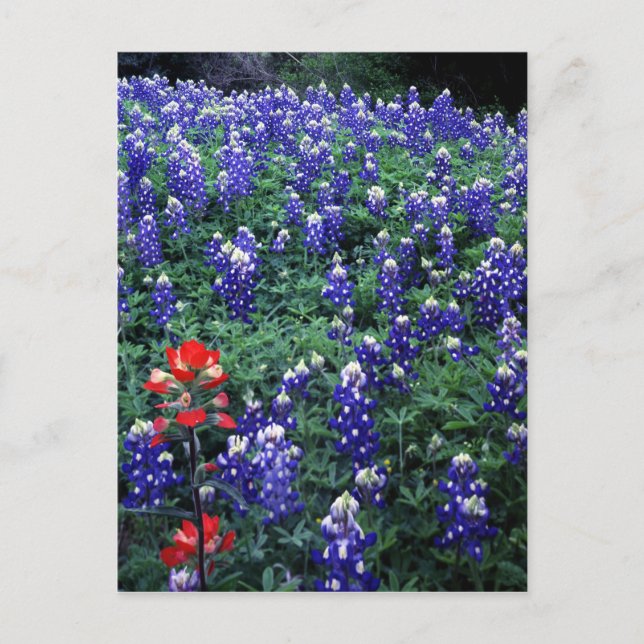 Cartão Postal Bluebonnets do Texas e Pincel da Índia (Frente)