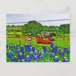 Cartão Postal Bluebonnets e Longhorns, Texas Hill Country