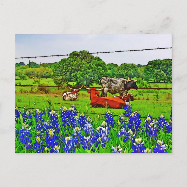 Cartão Postal Bluebonnets e Longhorns, Texas Hill Country (Frente)