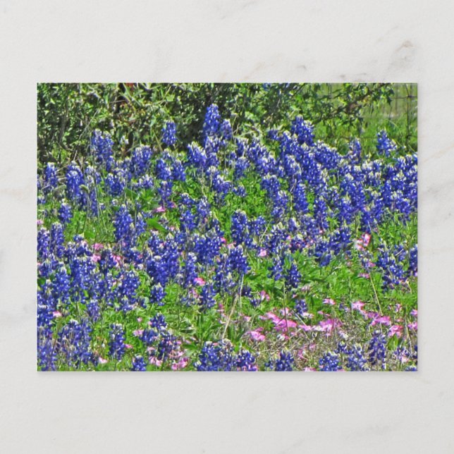 Cartão Postal Bluebonnets no Yeager Creek Rd, Johnson City, TX (Frente)