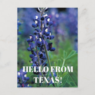 Cartão Postal Bluebonnets Texas State Flower Blue Floral Lupine