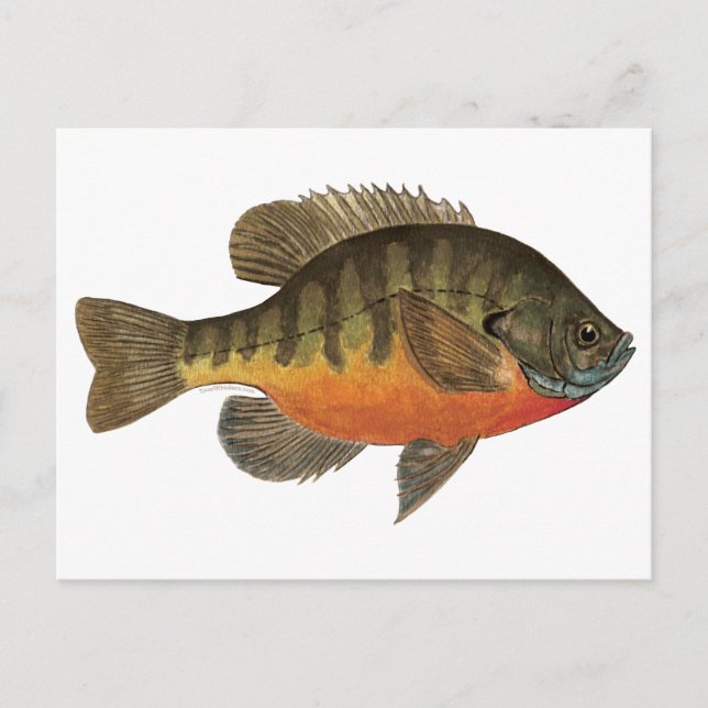 Cartão Postal Bluegill Bream (Frente)