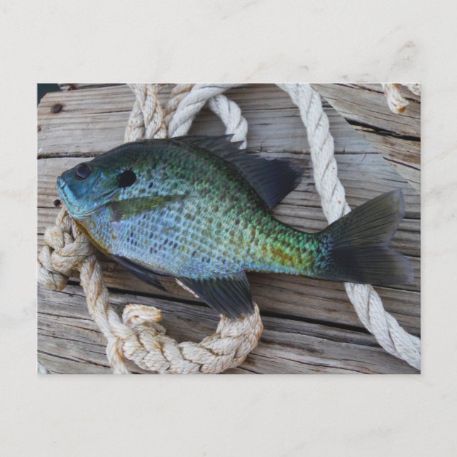 Cartão Postal bluegill no doca (Frente)