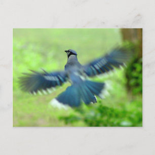 Cartão Postal Bluejay no Cartão-postal de voo