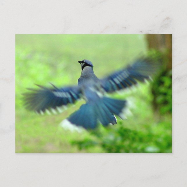 Cartão Postal Bluejay no Cartão-postal de voo (Frente)