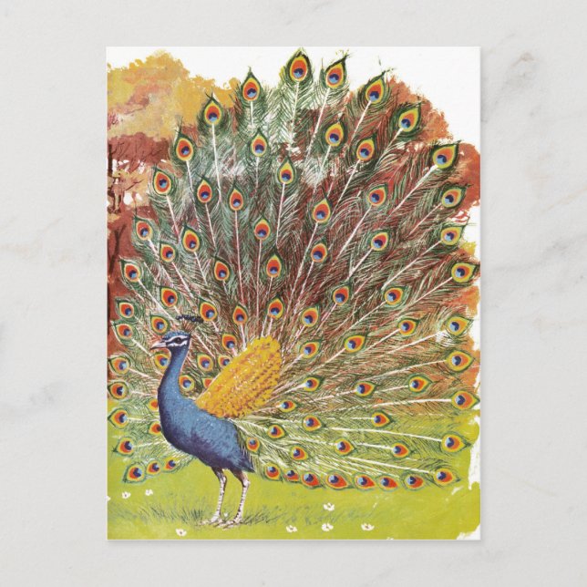 Cartão Postal blues de pavão (Frente)