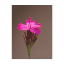 Blumengruß für Deine Liebsten